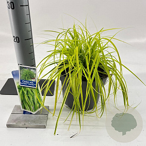 Carex oshim. 'Everillo' 20-25 cm 2,0L