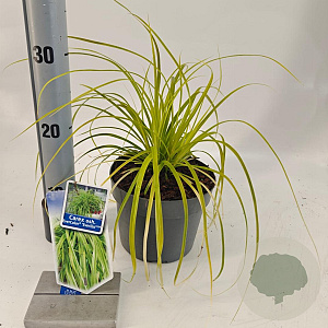Carex oshim. 'Everillo' 20-25 cm 2,0L