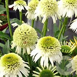 Echinacea Delicious Nougat GM P9