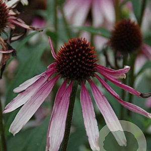 Echinacea 'JS Engeltje' GM P9