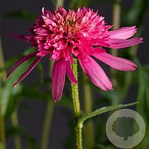Echinacea 'Mini Belle' GM P9