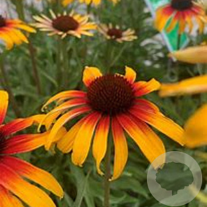 Echinacea 'Parrot' GM P9