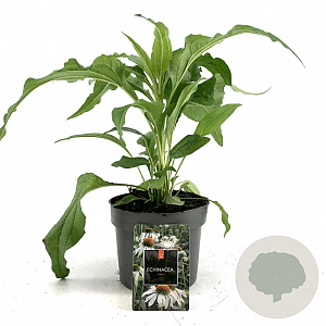 Echinacea p. 'Alba' GM 2,0L