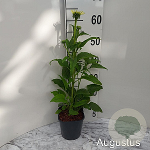Echinacea p. 'Alba' GM 2,0L