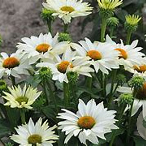 Echinacea p. 'JS Ivo's Poem' GM P9