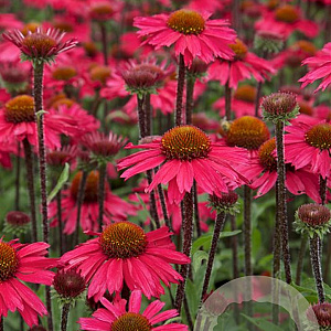 Echinacea 'Sensation Pink' GM P9