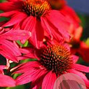 Echinacea t. 'Glowing Dream' GM P9