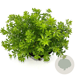 Galium odoratum GM 2,0L