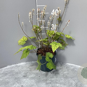 Tiarella wherryi GM 2,0L
