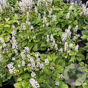 Tiarella wherryi GM 2,0L