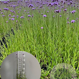 Verbena bonariensis GM 2,0L