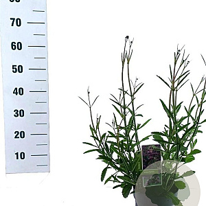 Verbena bonariensis GM 2,0L