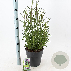 Verbena bonariensis GM 6,5L
