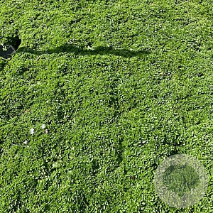 Veronica repens GM 2,0L