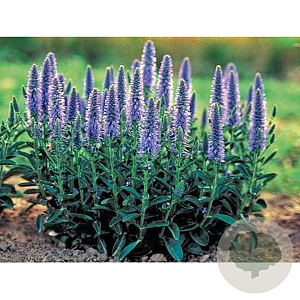 Veronica spic. 'Nana Blauteppich' GM P9