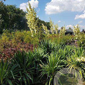 Yucca filamentosa 60-80 cm 40L struik