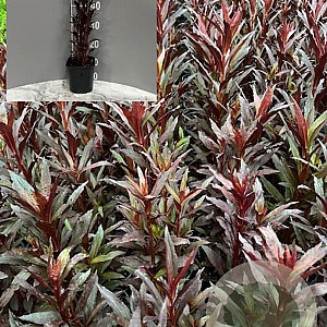 Lobelia 'Queen Victoria' GM 2,0L
