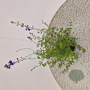 Salvia micr. 'Blue Monrovia' 40-45 cm 2,5L