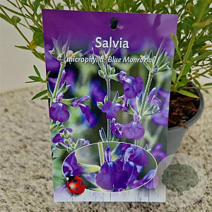 Salvia micr. 'Blue Monrovia' 40-45 cm 2,5L