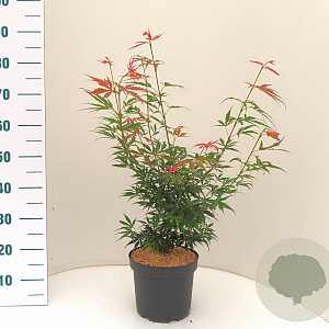 Acer pal. 'Jerre Schwartz' 50-60 cm 5,0L