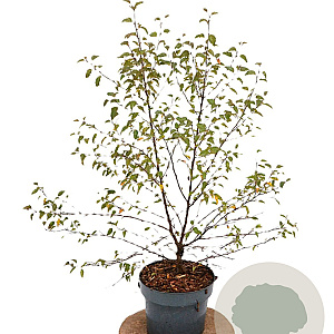 Betula pendula Fuzzy Feathers 40-60 cm 3,0L