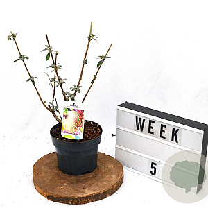 Buddleja weyer. 'Flower Power' 30-40 cm 2,0L