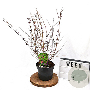 Callicarpa dich. 'Issai' 40-60 cm 3,0L