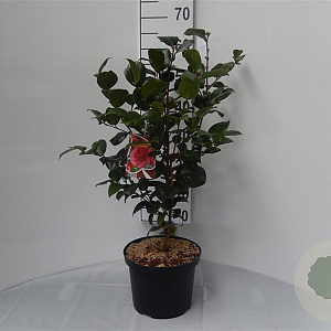Camellia j. 'Lady Campbell' 60-70 cm 5,0L