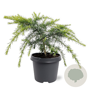 Cedrus deod. 'Golden Horizon' 30-40 cm 5,0L