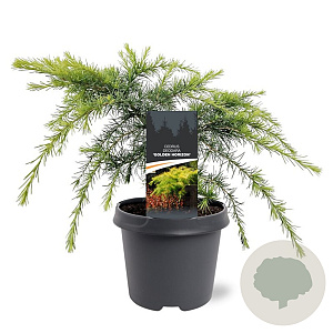 Cedrus deod. 'Golden Horizon' 30-40 cm 5,0L