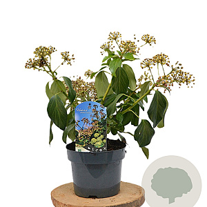 Hedera colchica 'Fall Favourite' 40-60 cm 3,0L
