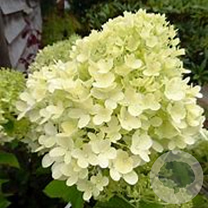 Hydrangea pan. Magical Candle 40-60 cm 3,0L