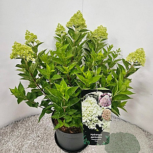 Hydrangea pan. Pixio 40-60 cm 3,0L
