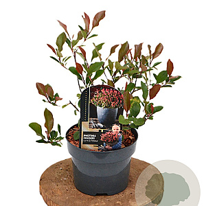 Photinia fraseri 'Little Fenna' 30-40 cm 2,0L
