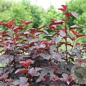 Physocarpus opulif. 'Rubella' 40-60 cm 3,0L