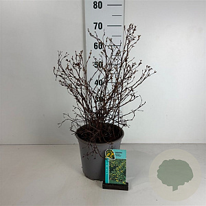 Potentilla f. 'Goldfinger' 30-40 cm 6,5L