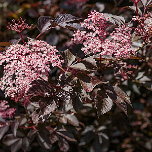 Sambucus nigra 'Guincho Purple' 40-60 cm 3,0L