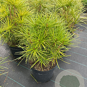 Sciadopitys verticillata 30-40 cm 5,0L