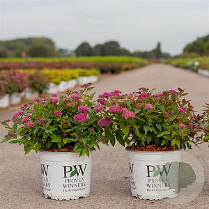 Spiraea jap. Double Play Artist 40-60 cm 3,0L