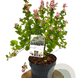 Symphoricarpos d. Rave 40-60 cm 3,0L