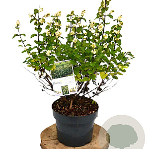 Symphoricarpos Symphony Rock 40-60 cm 3,0L