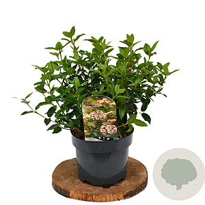 Viburnum tin. 'Eve Price' 40-60 cm 3,0L