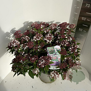 Viburnum tin. Spirit 40-50 cm 5,0L
