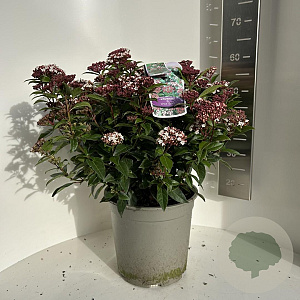 Viburnum tin. Spirit 40-50 cm 5,0L