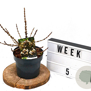 Weigela Black and White 40-60 cm 3,0L