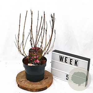 Weigela florida 'Victoria' 40-60 cm 3,0L