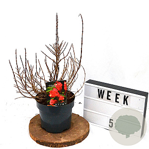 Weigela Picobella Rosso 40-60 cm 3,0L