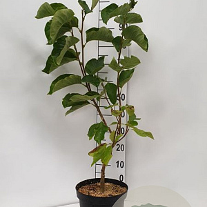 Magnolia brooklynensis 'Elizabeth' 80-100 cm 7,5L