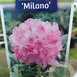Rhododendron (Y) 'Milano' 90 cm stam 7,5L