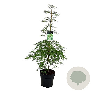 Acer pal. 'Dissectum' 100-125 cm 14L